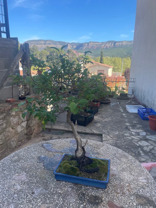 Bird plum bonsai for sale  