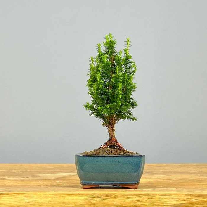 Hinoki cypress bonsai usato  