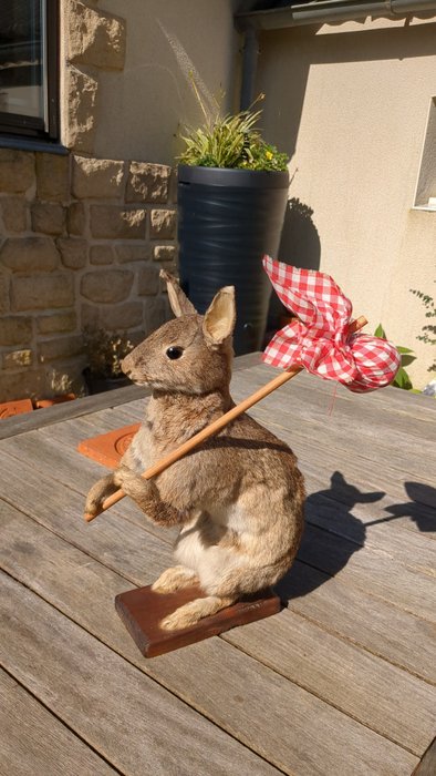Rabbit taxidermy full for sale  