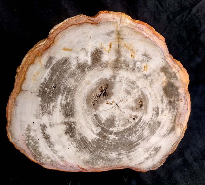 Petrified wood fossilised for sale  