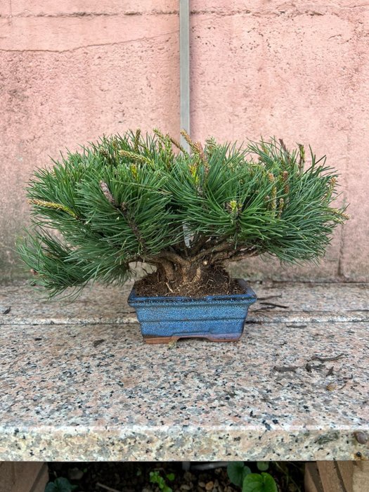 Pine bonsai height usato  