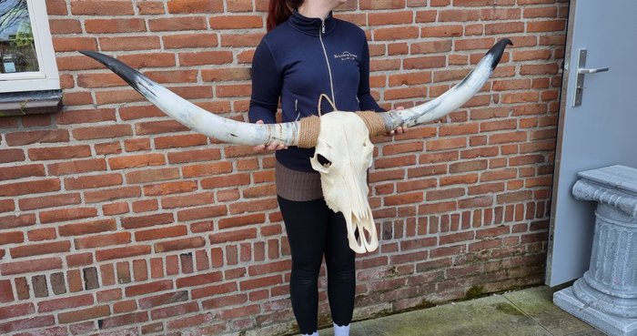 Longhorn skull xxl for sale  