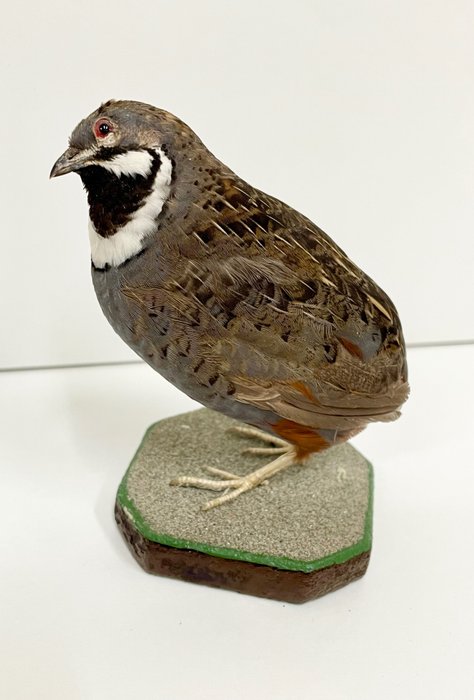 Chinese quail taxidermy for sale  