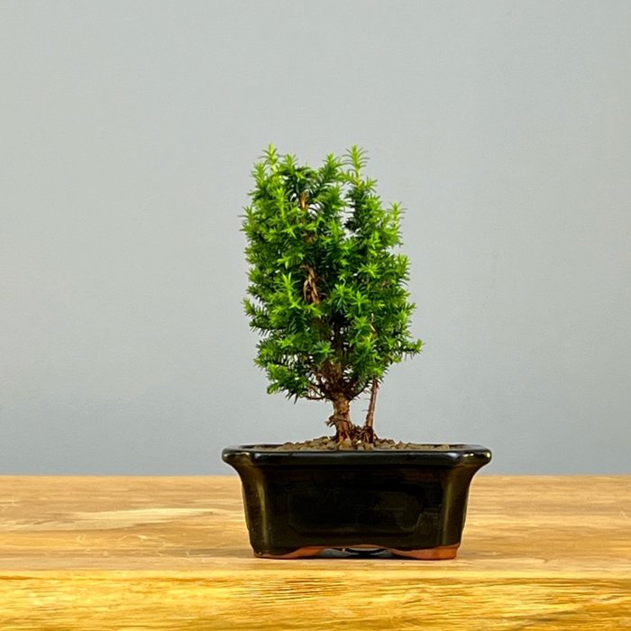 Hinoki cypress bonsai for sale  