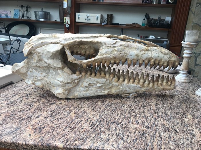 Dinosaur fossil skeleton for sale  
