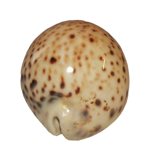 Kauri tiger snail for sale  
