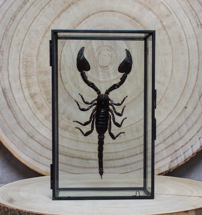 Scorpion taxidermy full for sale  
