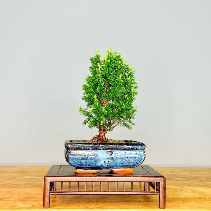 Hinoki cypress bonsai for sale  