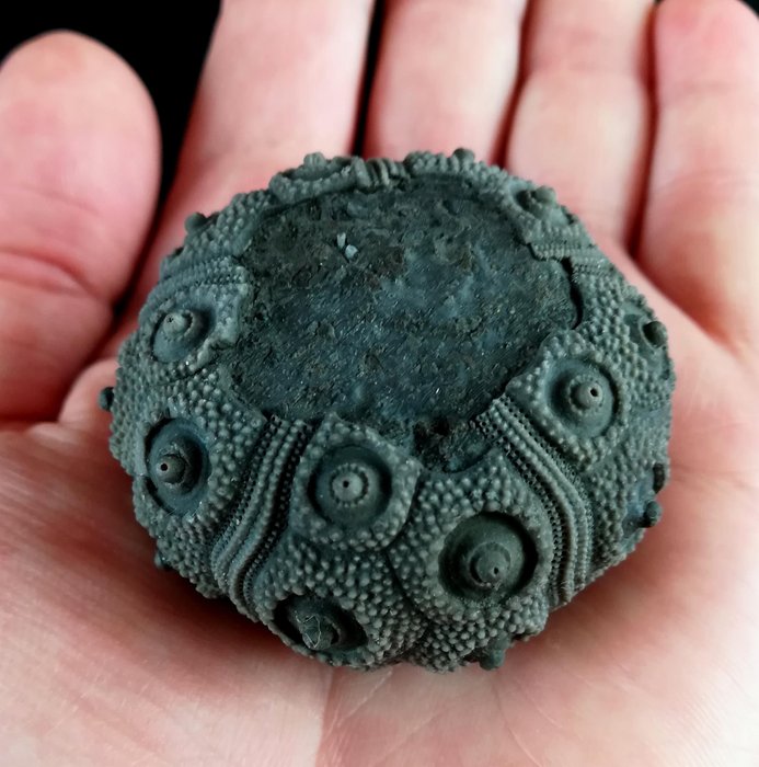Sea urchin fossilised for sale  