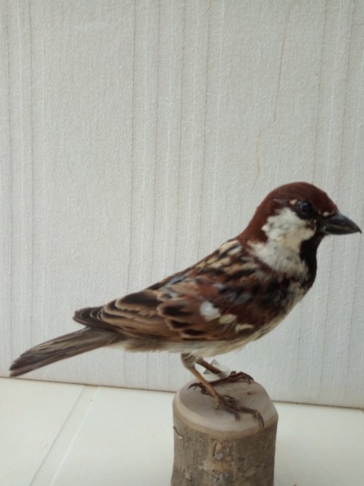 Italian sparrow taxidermy for sale  