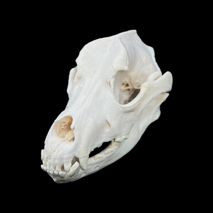 Domestic dog skull d'occasion  