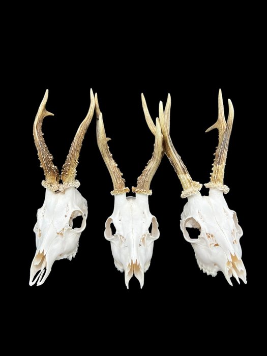 Roebuck skull antlers for sale  