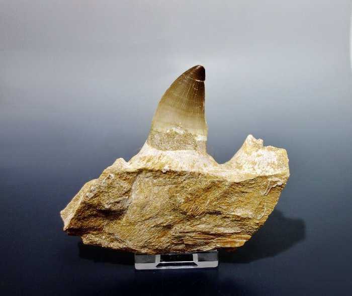 Mosasaur fossilised animal for sale  