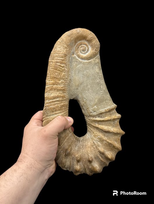 Ammonite fossilised animal for sale  