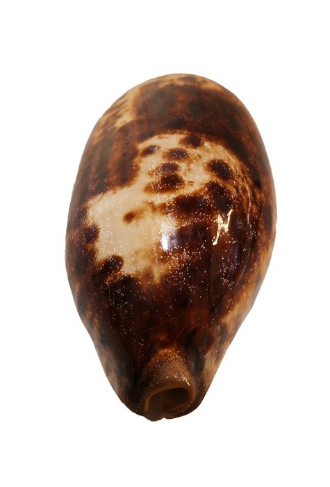 Turtle cowrie extremely for sale  