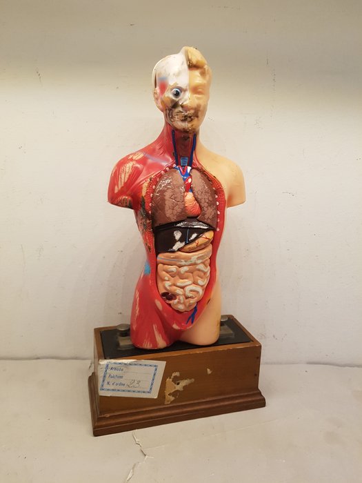 Anatomical model resin for sale  