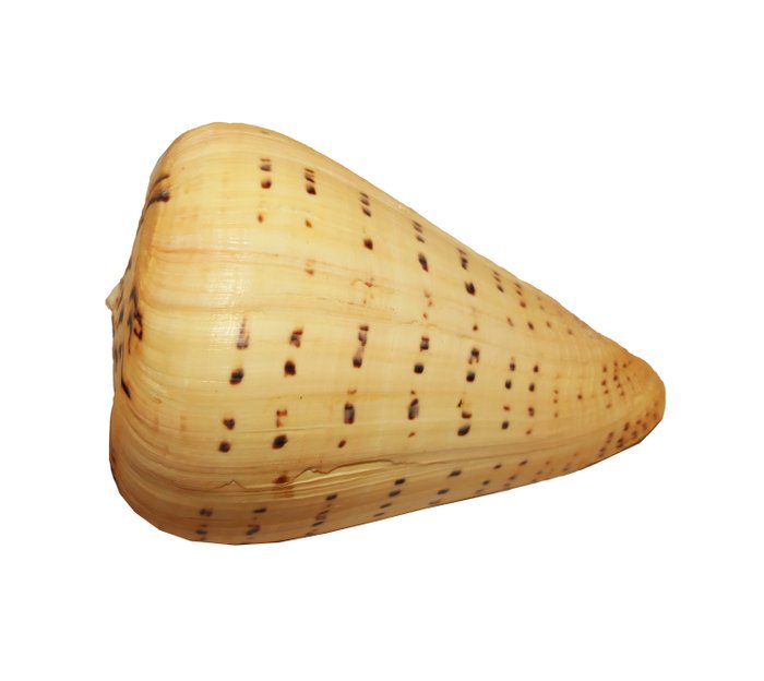 Birch cone conus usato  