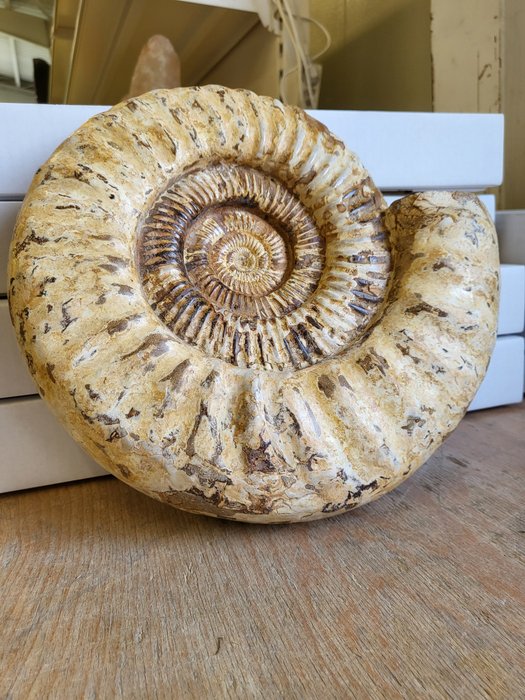 Ammonite fossil skeleton for sale  