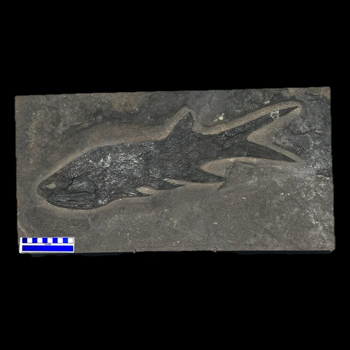 Fish fossil skeleton for sale  