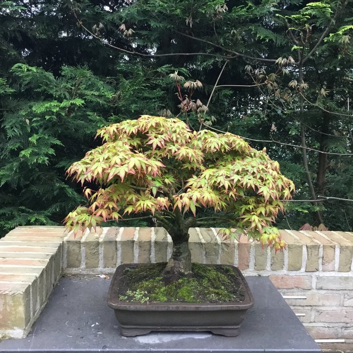 Japanese maple bonsai usato  