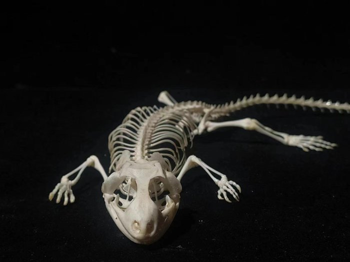 Leopard gecko skeleton usato  
