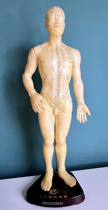 Anatomical model rubber for sale  