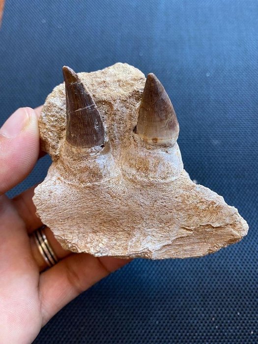 Mosasaur fossilised animal for sale  