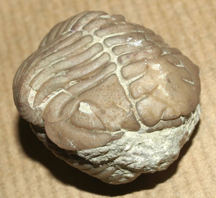 Trilobite carapace rare usato  