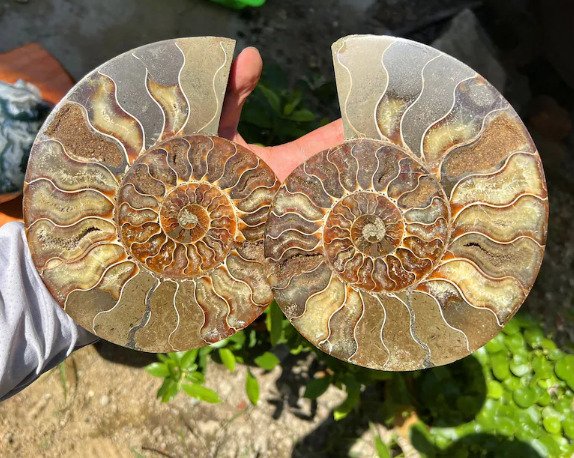Ammonite fossil half for sale  