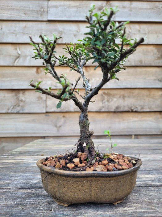 Cotoneaster bonsai height for sale  