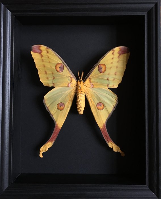 Swallowtail butterfly taxiderm for sale  