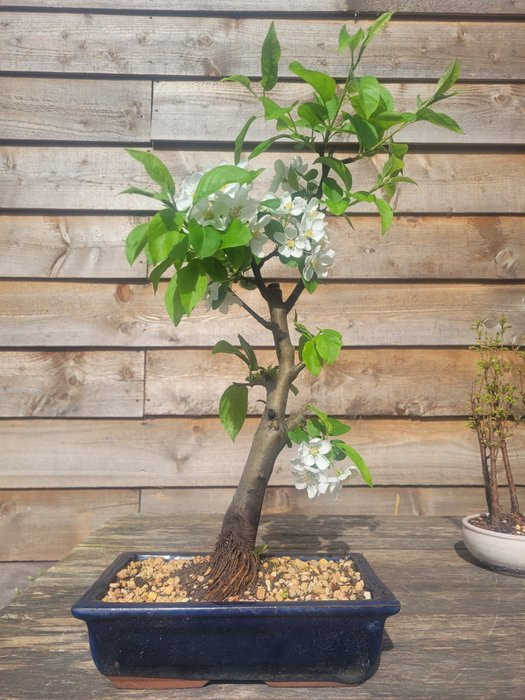 Malus bonsai beautiful for sale  