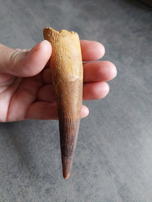 Dinosaur fossil tooth for sale  