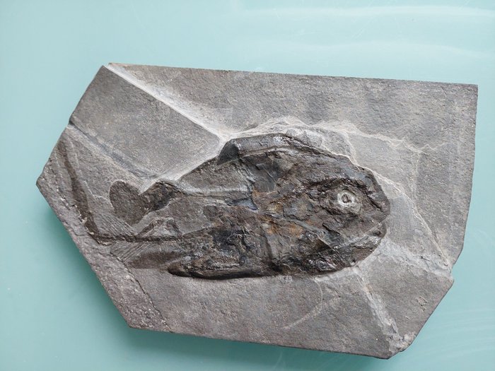 Fish fossilised animal for sale  