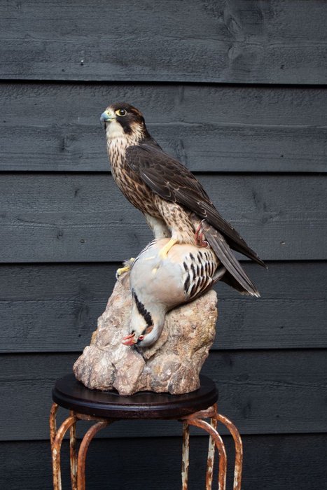 Peregrine falcon adult for sale  