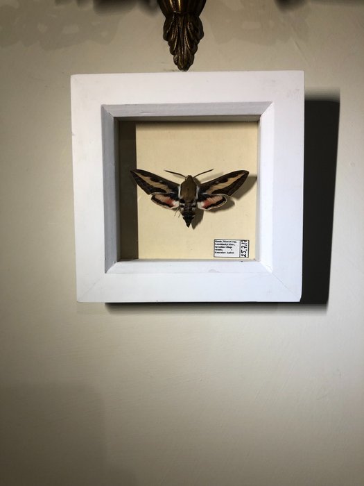 Bedstraw hawk moth usato  