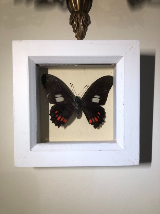 Cattleheart butterfly taxiderm for sale  
