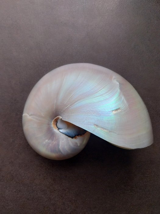 Nautilus sea shell d'occasion  