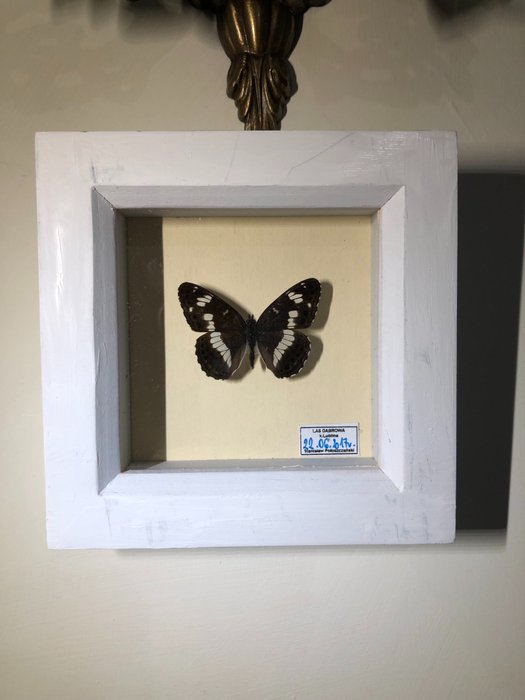 Southern white admiral for sale  