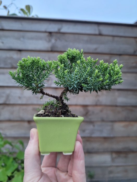 Juniper bonsai height for sale  