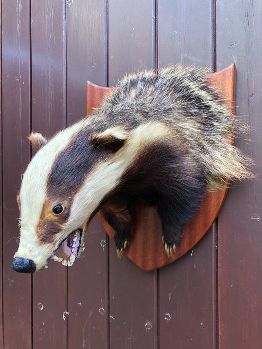 Badger taxidermy wall for sale  