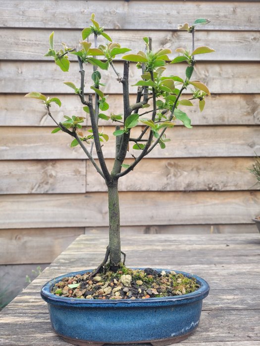 Quince bonsai height for sale  