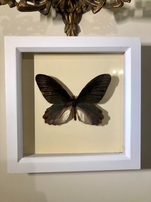 Common batwing butterfly for sale  