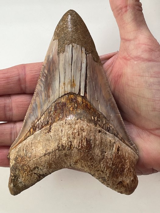 Huge megalodon tooth for sale  