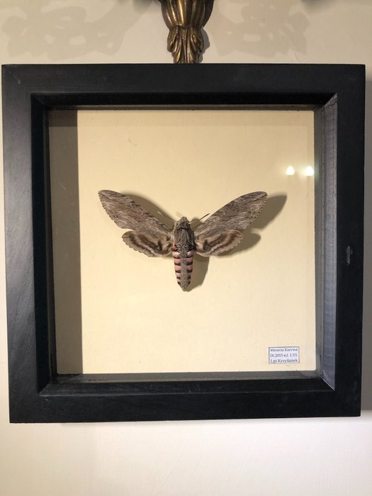 Convolvulus hawk moth for sale  