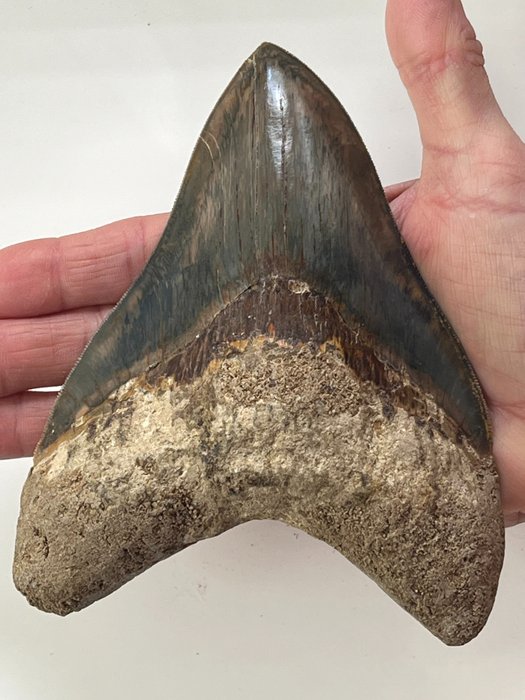 Huge megalodon tooth for sale  