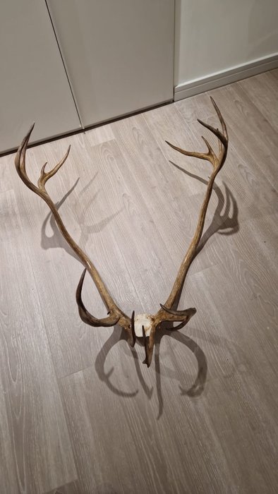 Reindeer horns desconocido usato  