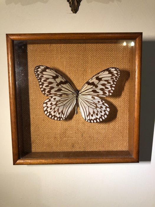 Tree nymph butterfly for sale  