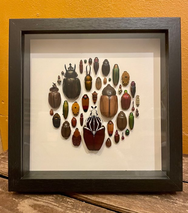 Beetles taxidermy wall for sale  