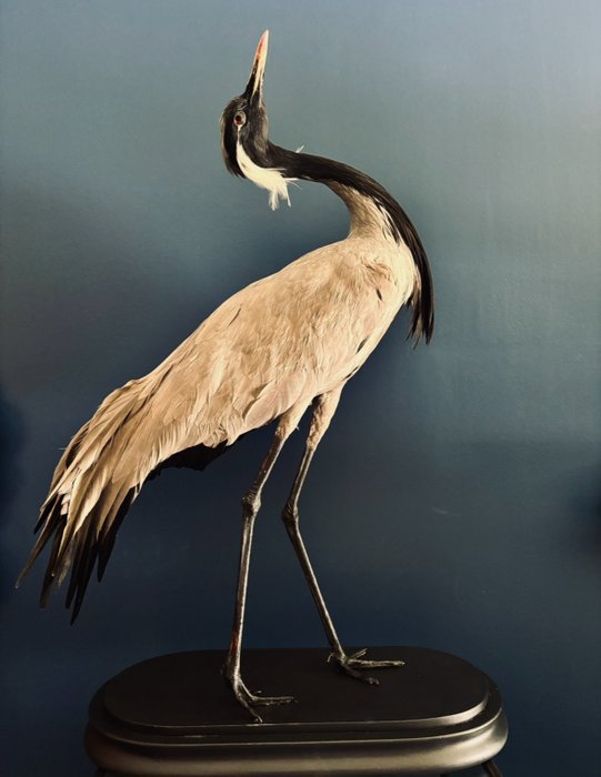 Miss crane taxidermy d'occasion  